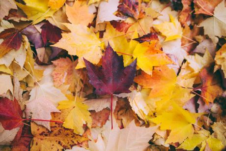Oferta especial otoño