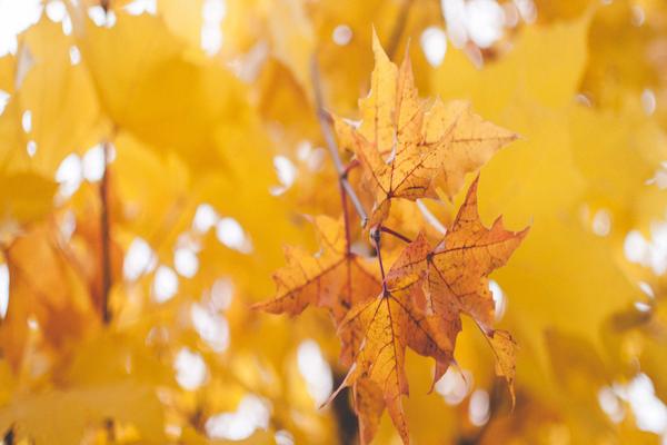 Autumn Offer