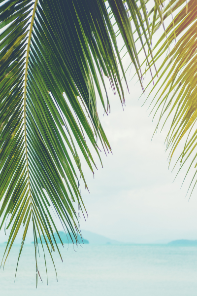 🌴 The Ultimate Family Getaway 2027!