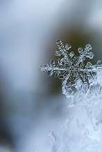 winter pre-sale