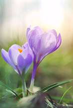 Primavera en Naturaleza