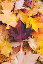 Preventa de Otoño