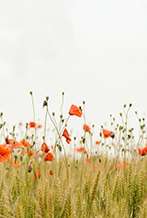 Oferta no reembolsable