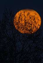 Oferta Halloween noche de terror