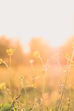 Spring Sale 2026 - Non Refundable