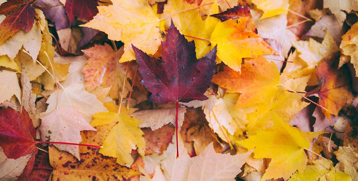 Autumm offer