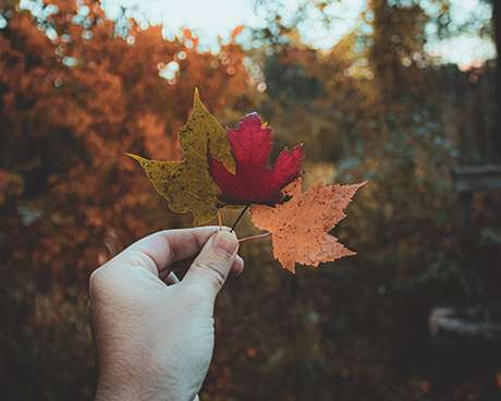 Sazonal Offer- Autumn
