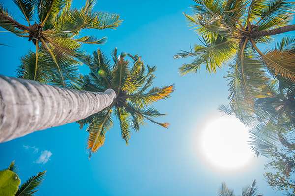 Fin de Año en Flamingo NRF