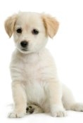 https://images.mirai.com/OFFERS%2FSHARED%2Fpet%2FiStock_000002337513XSmall_1480592679613.jpg