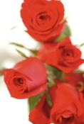 Romance Air