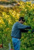 EXPERIENCIA CULTURAL: "Denominación Origen La Rioja"