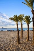 Offers Hotel Palm Court Benidorm Official Website